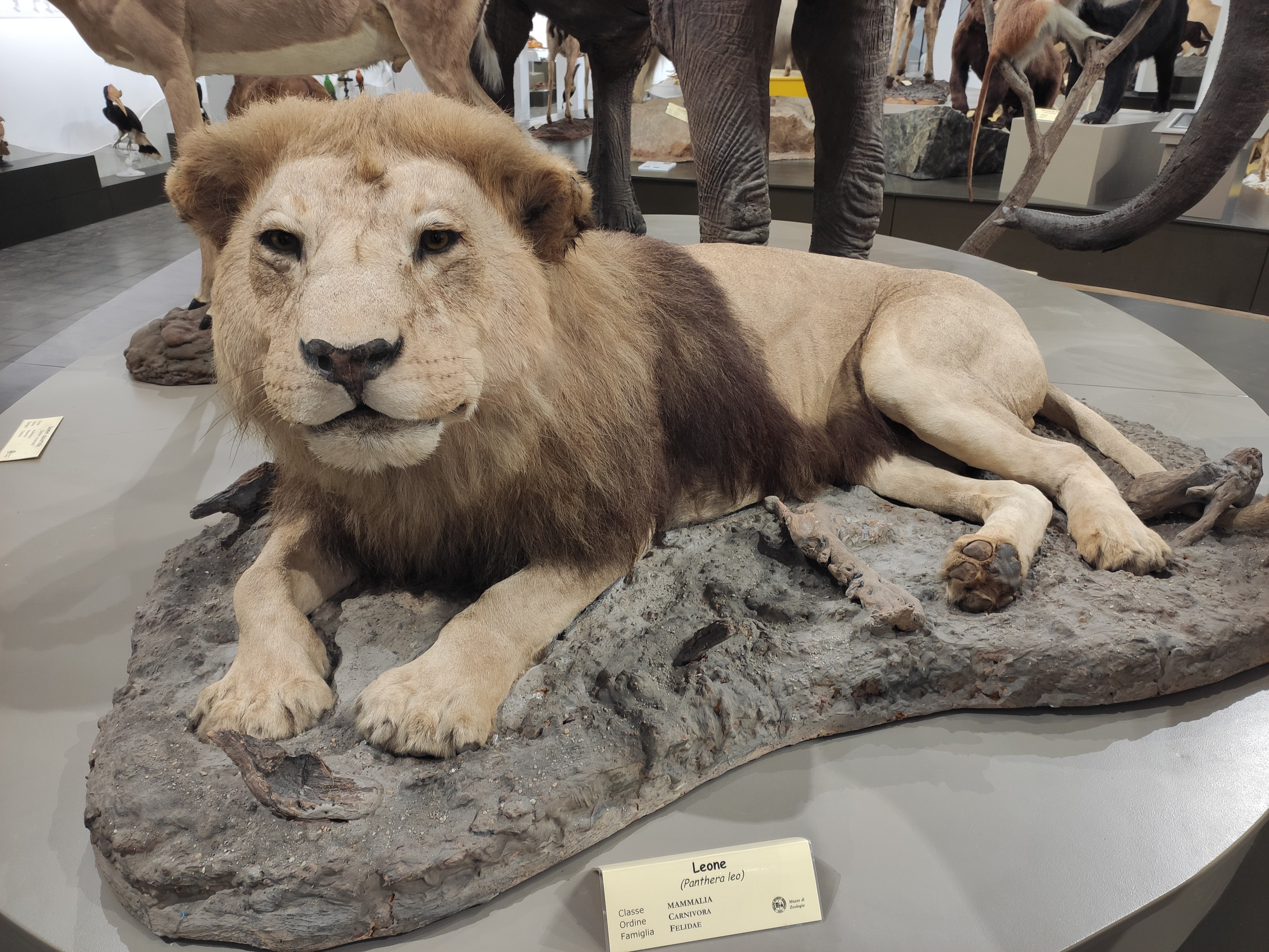 Museo di Zoologia di Catania