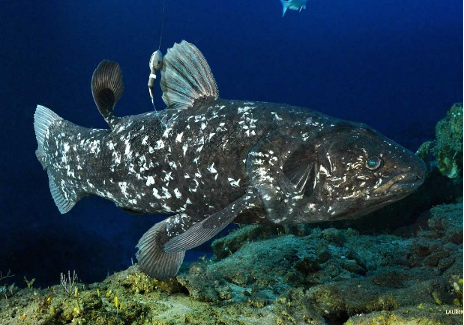 Coelacanths — Marine Protected Areas South Africa